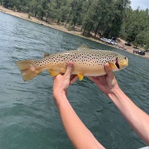 Meet your Posher, Nicholas